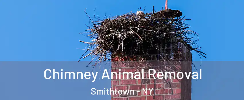 Chimney Animal Removal Smithtown - NY