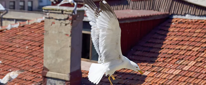 Residential Chimney Animal Removal Solution in Smithtown, NY