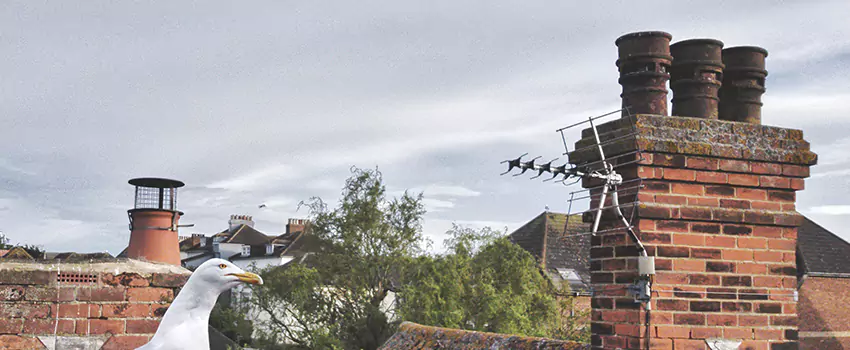 Chimney Cleaning And Restoration in Smithtown, New York